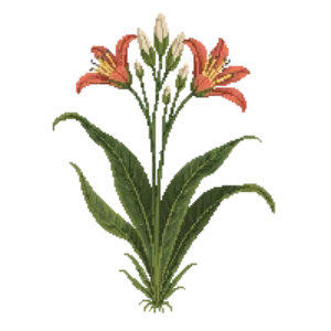 Illustration of Orange River Lily