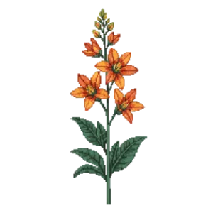 Illustration of Crocosmia 'Emily McKenzie'