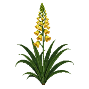 Illustration of Montbretia