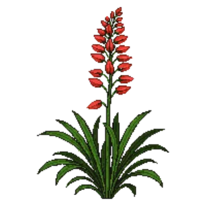 Illustration of Crocosmia 'Lucifer'
