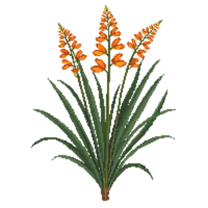 Illustration of Montbretia