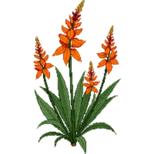 Illustration of Montbretia