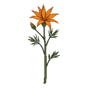 Illustration of Montbretia 'Star of the East'