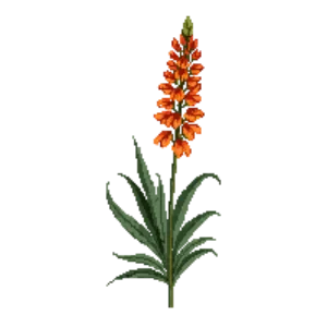Illustration of Montbretia