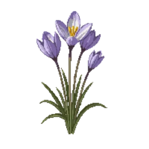 Illustration of Crocus
