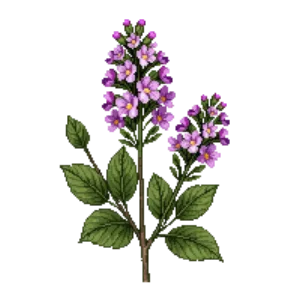 Illustration of Mexican Heather