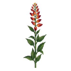 Illustration of Cigar Plant