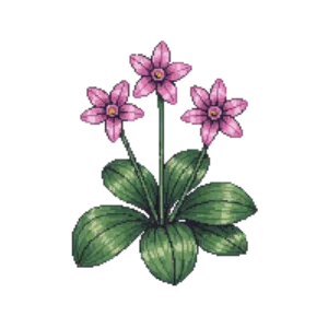 Illustration of Winter Cyclamen