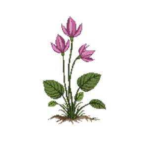Illustration of Hardy Cyclamen