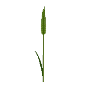 Illustration of Crested Dog's-tail