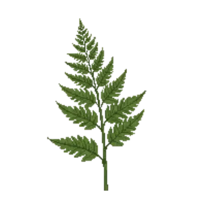 Illustration of Fortune's Holly Fern