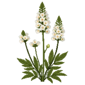 Illustration of White Prairie Clover
