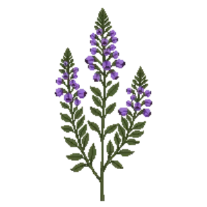 Illustration of Black Dalea