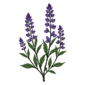 Illustration of Trailing Indigo Bush