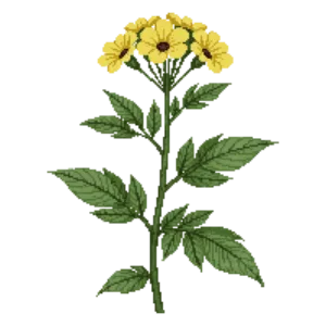 Illustration of Shrubby Cinquefoil (native)