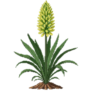 Illustration of Mexican Grass Tree