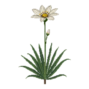 Illustration of Desert Spoon