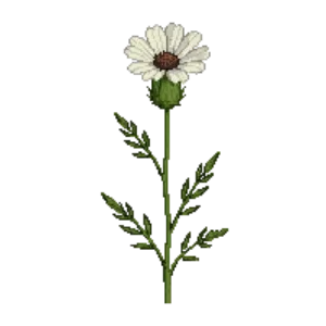 Illustration of Wild Carrot