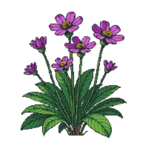 Illustration of Ice Plant