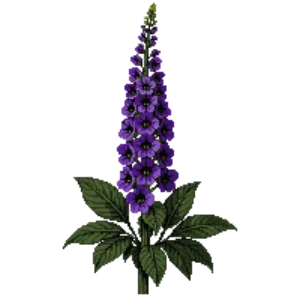 Illustration of Delphinium 'Black Knight'