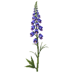 Illustration of Delphinium 'Magic Fountains'
