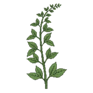 Illustration of Silvery Glade Fern