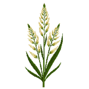 Illustration of Tufted Hair Grass 'Goldtau'