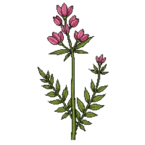 Illustration of Showy Tick Trefoil