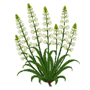 Illustration of Slender deutzia 'Nikko'