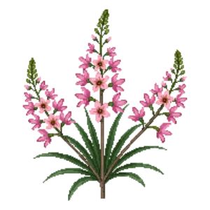 Illustration of Deutzia 'Mont Rose'