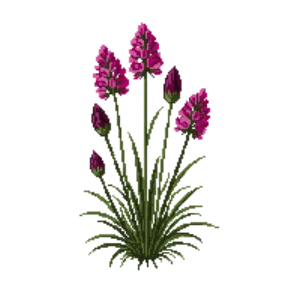 Illustration of Carthusian pink