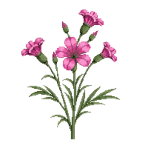 Illustration of Carnation
