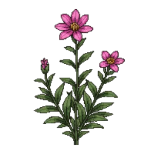 Illustration of Maiden pink