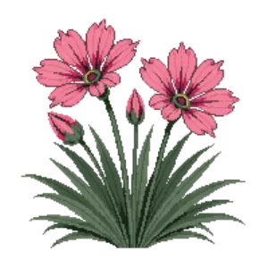 Illustration of Pink 'Doris'