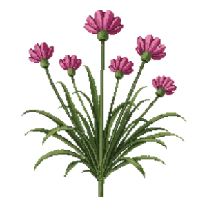 Illustration of Dianthus 'Firewitch'