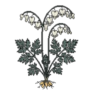 Illustration of Squirrel Corn