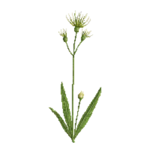 Illustration of Dutchman's Breeches