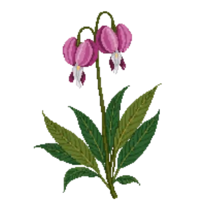 Illustration of Fringed Bleeding Heart