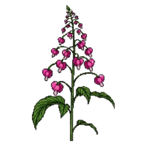 Illustration of Bleeding Heart 'Luxuriant'