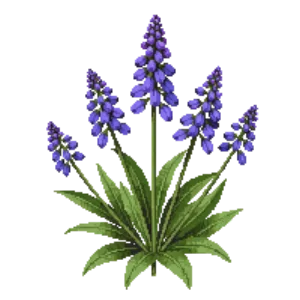 Illustration of Blue Dicks