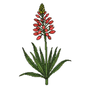 Illustration of Firecracker Flower