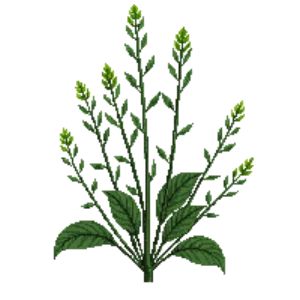 Illustration of Silver Ponysfoot