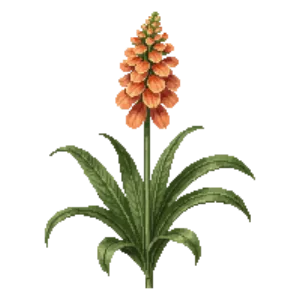 Illustration of Hummingbird Plant