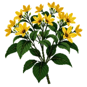 Illustration of Bush Honeysuckle