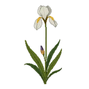 Illustration of African Iris