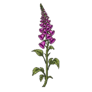 Illustration of Foxglove 'Dalmatian Purple'