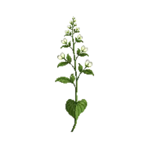Illustration of Umbrella Leaf