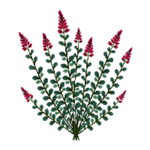 Illustration of Distylium 'Blue Cascade'