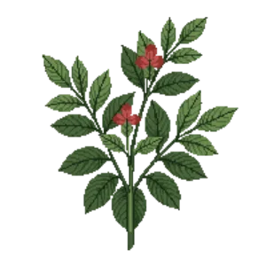 Illustration of Distylium 'Vintage Jade'