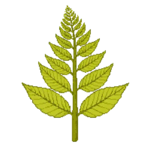 Illustration of Crisped Golden Male Fern